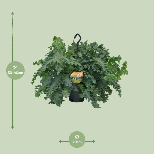 Phlebodium Davana – Goldener Farn Ø20cm, 40cm Höhe