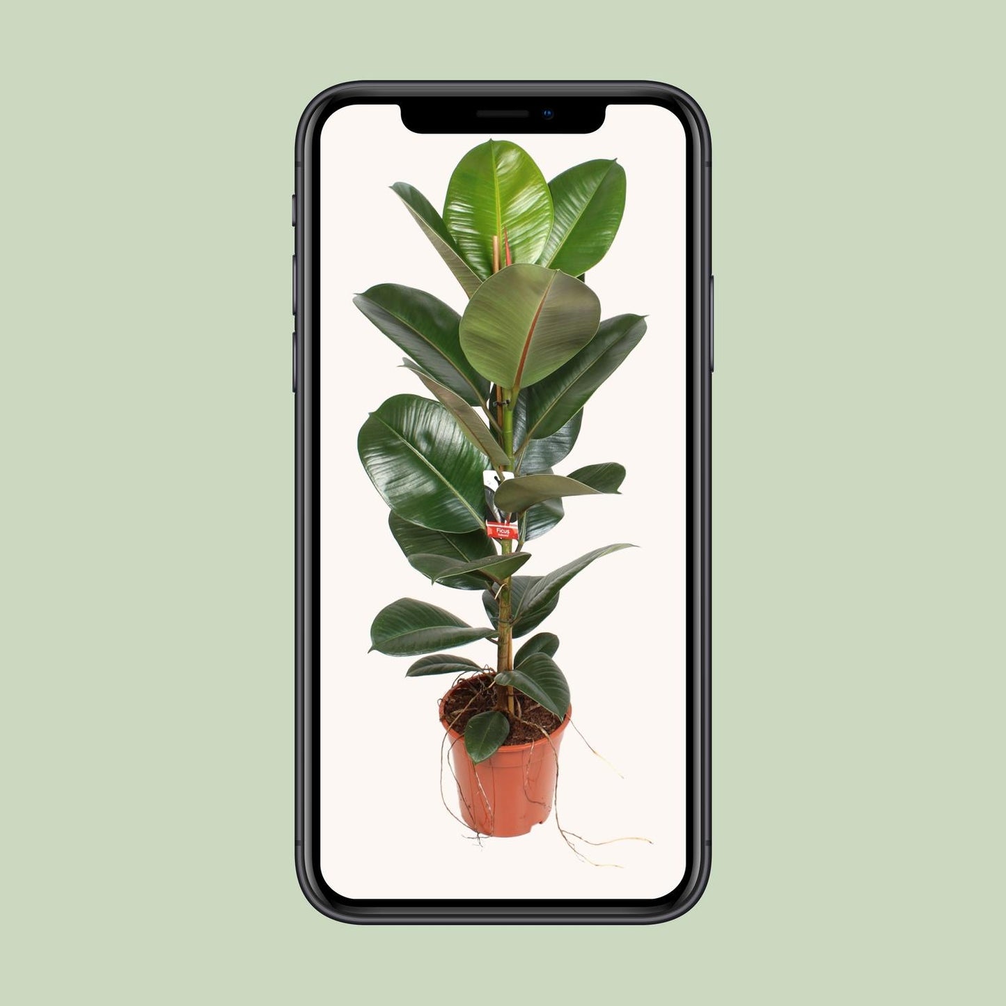 Ficus Elastica Robusta – Pflegeleichter Gummibaum Ø21cm
