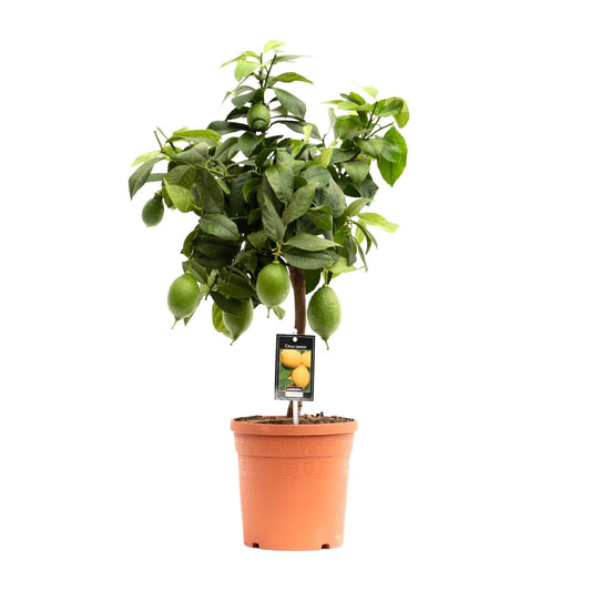 Zitronenbaum Citrus Lemon Ø19cm, ca. 70cm hoch
