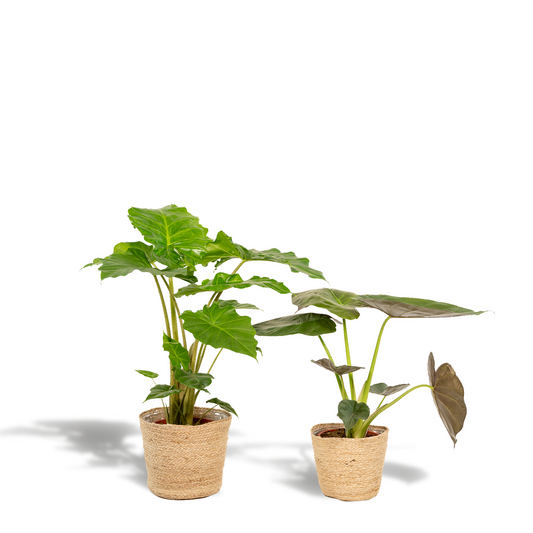 Alocasia Wentii & Portodora im Korb Ø19cm – Tropischer Zimmerpflanzen-Mix