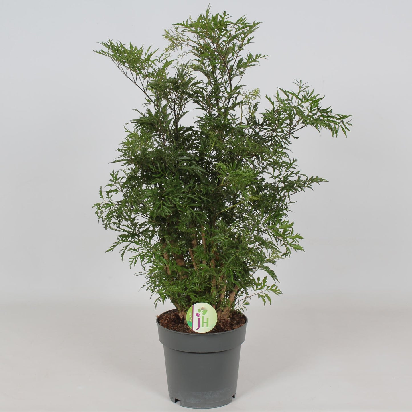Aralie Hawaiian Zimmerpflanze Ø19cm, 60cm hoch
