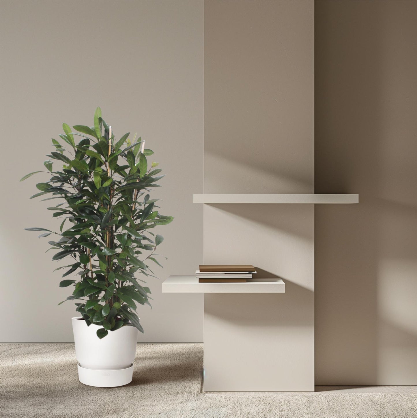 Ficus Cyathistipula – Afrikanischer Feigenbaum 180 cm
