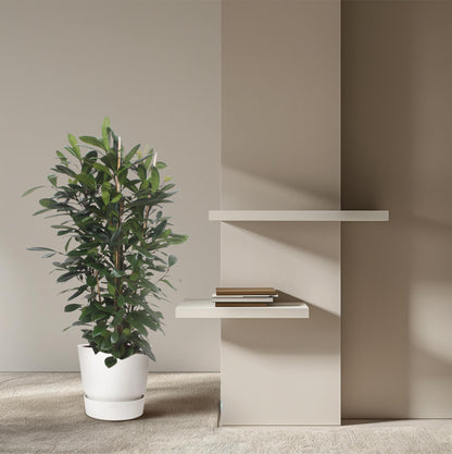 Ficus Cyathistipula – Afrikanischer Feigenbaum 180 cm