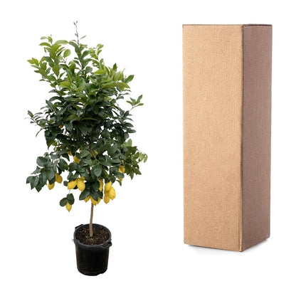 Citrus Lemon Calamondin – 200 cm, ø40 cm, pflegeleicht