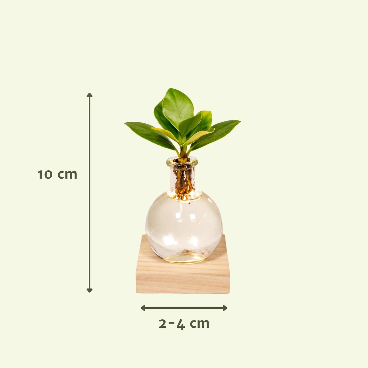 Clusia im Glas mit LED – Hydrokultur Zimmerpflanze Ø4cm
