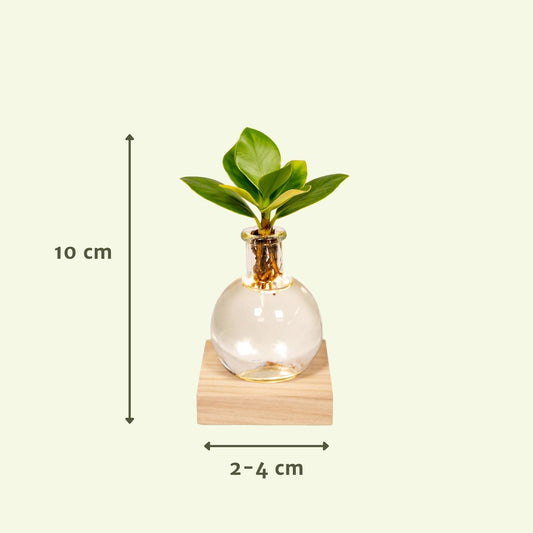 Clusia im Glas mit LED – Hydrokultur Zimmerpflanze Ø4cm
