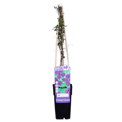 3x Clematis Viticella 'Polish Spirit' – Blühstarker Kletterstar