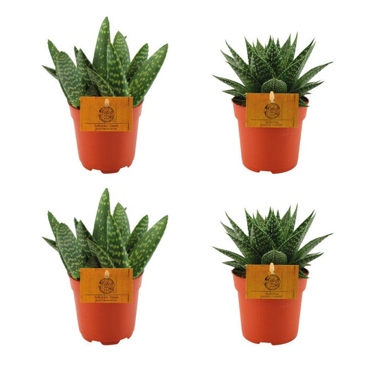 4er Set Aloe Paradisicum & Gasteria Hybride Aurora Ø10,5cm