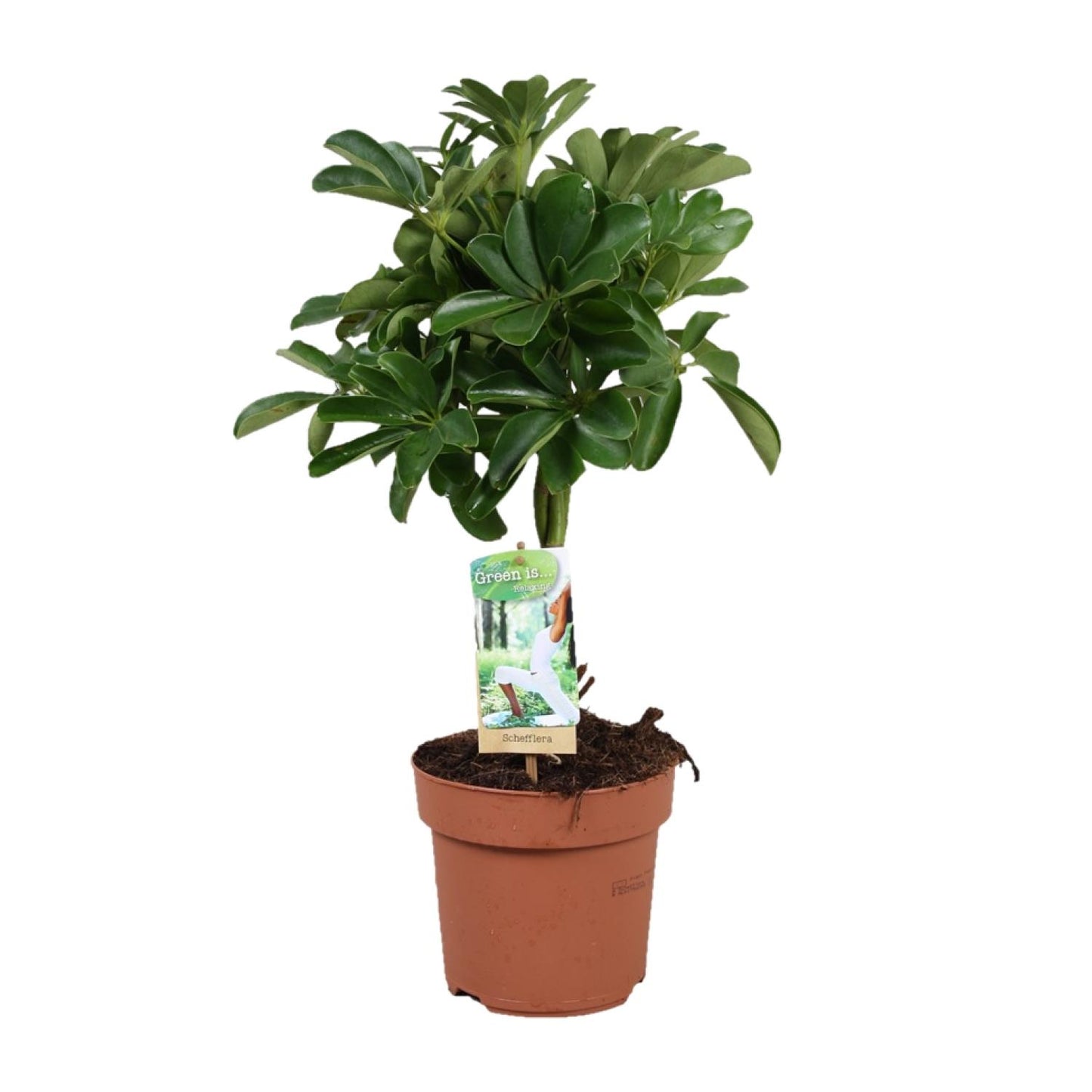 Schefflera Nora – Pflegeleichte Schirmpflanze Ø17cm, 60cm hoch