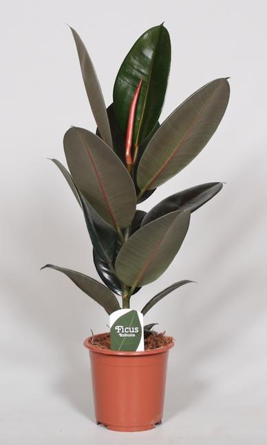 Gummibaum 'Abidjan' – Pflegeleichte Zimmerpflanze Ø17cm