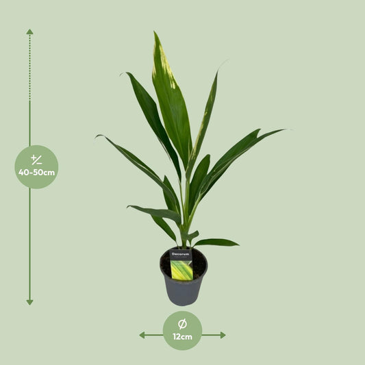 Cordyline Conga – Pflegeleichte tropische Zimmerpflanze Ø12cm