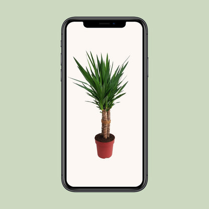 Yucca Palme „Tres Cañas“ – 120 cm pflegeleicht & robust