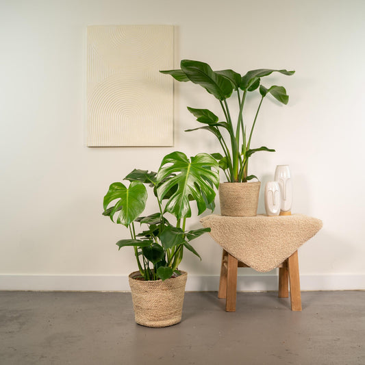 Strelitzie & Monstera Set mit Korb – Tropisches Wohnflair