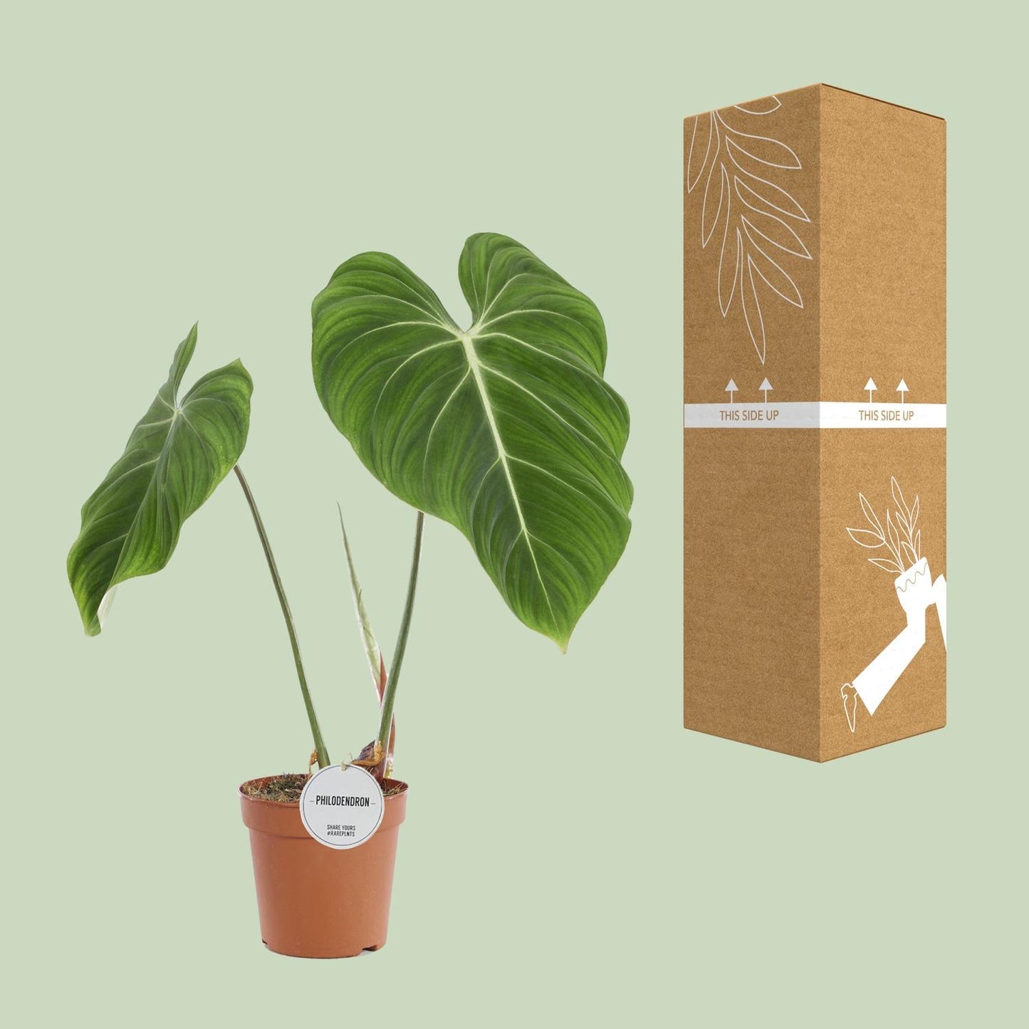 Philodendron Gloriosum Ø15cm – Pflegeleichte Zimmerpflanze