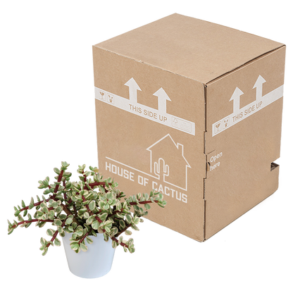 Portulacaria afra Variegata 10,5cm – pflegeleichte Sukkulente im weißen Topf