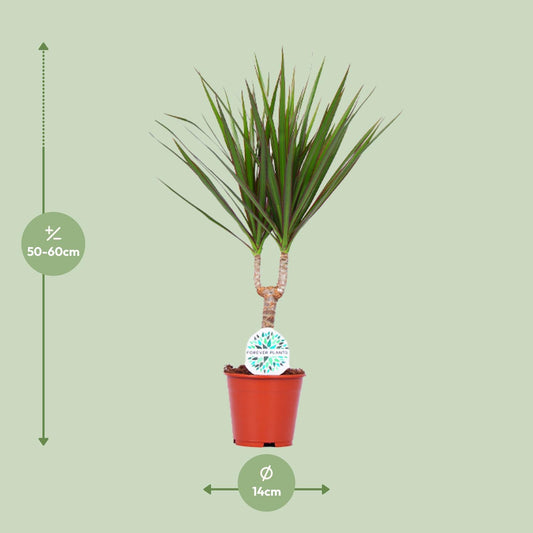 Dracaena Marginata – Pflegeleichte Zimmerpflanze Ø14cm