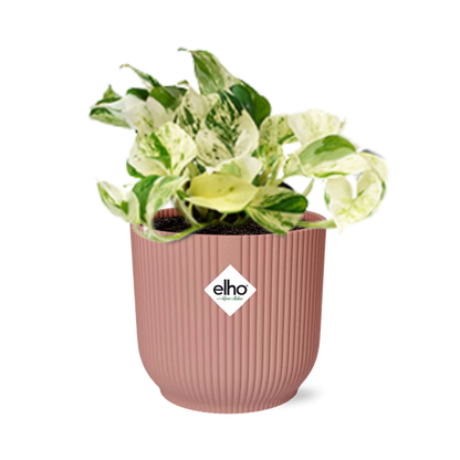 Epipremnum Pinnatum Happy Leaf in ELHO Vibes Fold 14cm rosa
