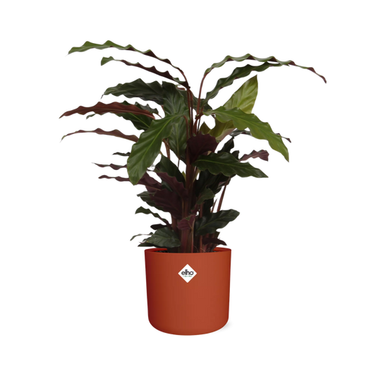 Calathea Rufibarba ‘Tropistar’ – Pflegeleichte Zimmerpflanze 14 cm