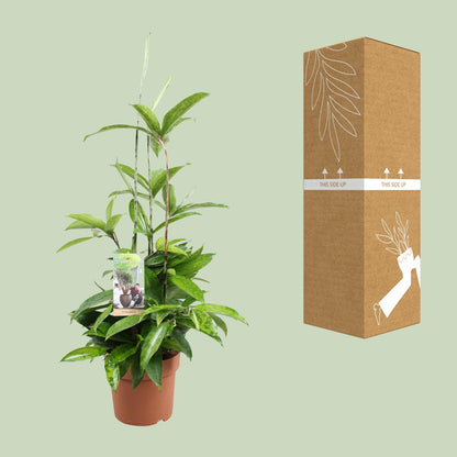 Dracaena Surculosa – Pflegeleichter Drachenbaum Ø17cm