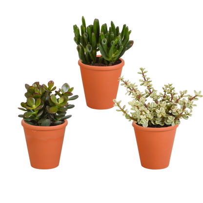 Crassula-Mix 3er Set im Terrakotta-Topf