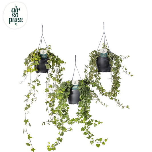Efeu-Mix Air So Pure – Luftreinigende Zimmerpflanze Ø19cm