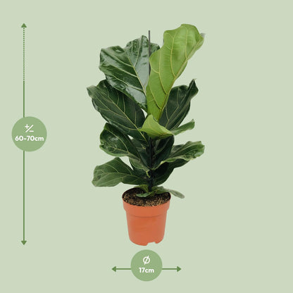 Ficus Lyrata (Geigenfeige) Ø17cm – bis 75cm hoch