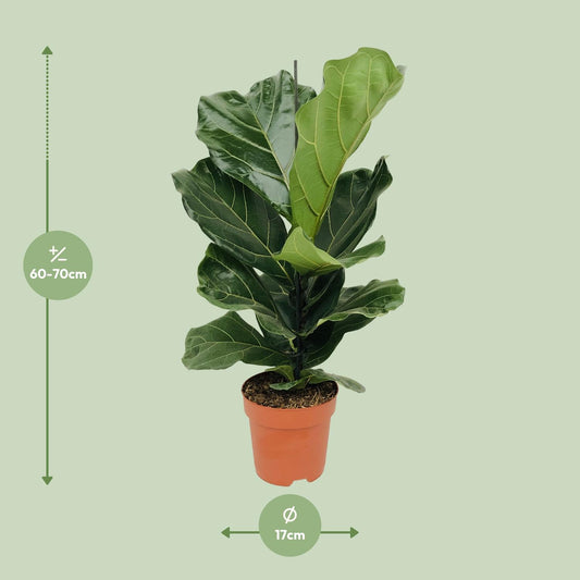 Ficus Lyrata (Geigenfeige) Ø17cm – bis 75cm hoch