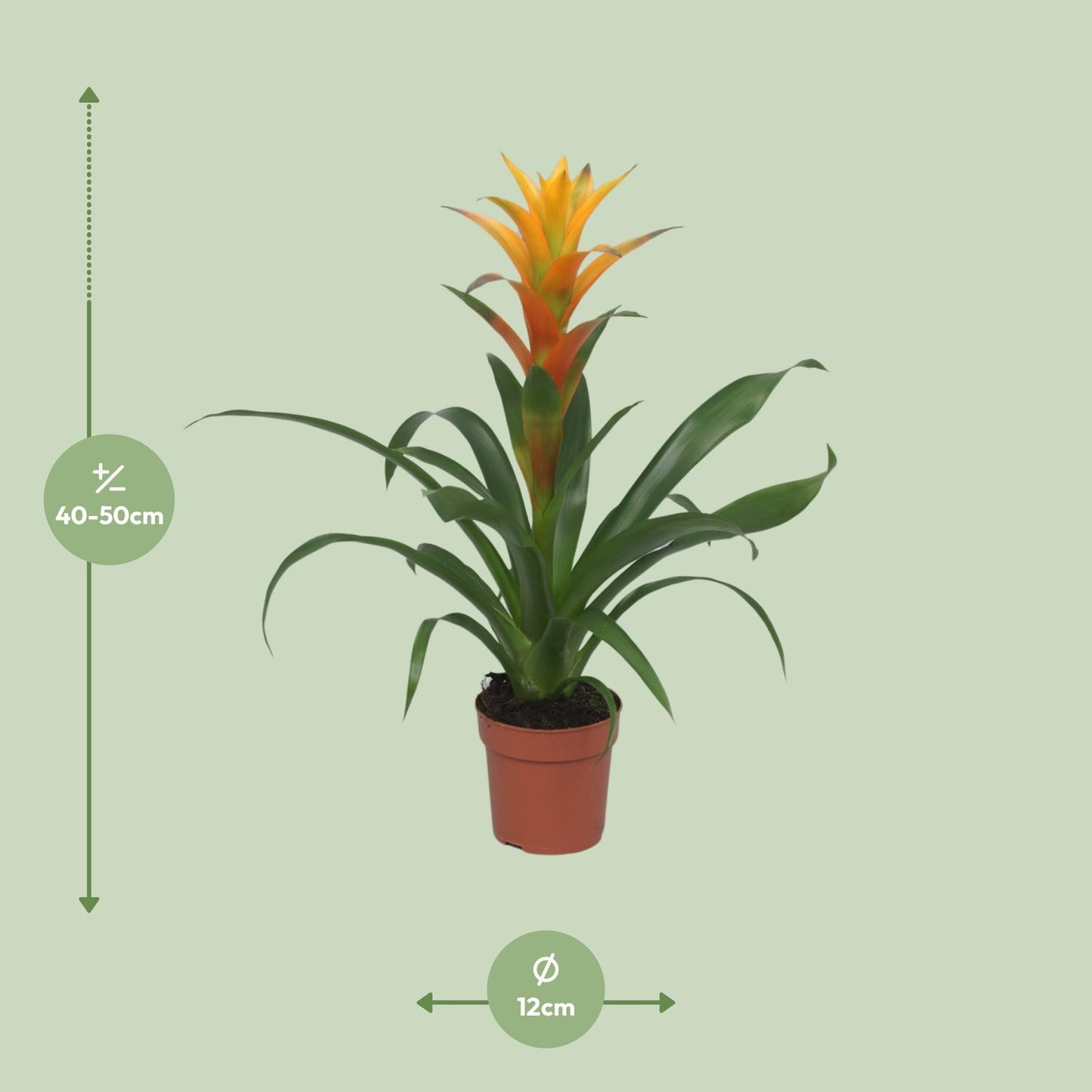 Guzmania Solara – Pflegeleichte Zimmerpflanze Ø12cm, 50cm hoch