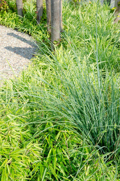 4x Fargesia rufa Bambus – kompakt & pflegeleicht Ø19cm, 60cm hoch