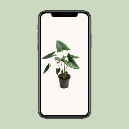 Alocasia Zebrina – Tropische, pflegeleichte Zimmerpflanze Ø21cm