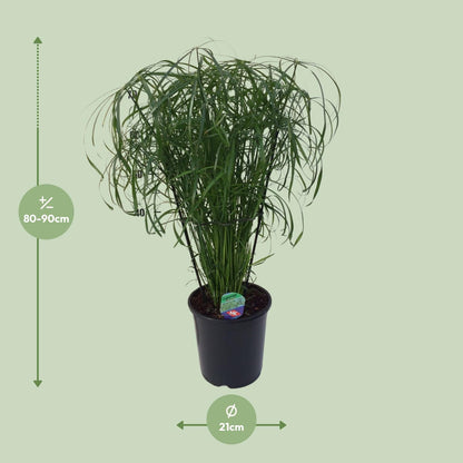 Cyperus Alternifolius Ø21cm – Pflegeleichtes Schirmgras