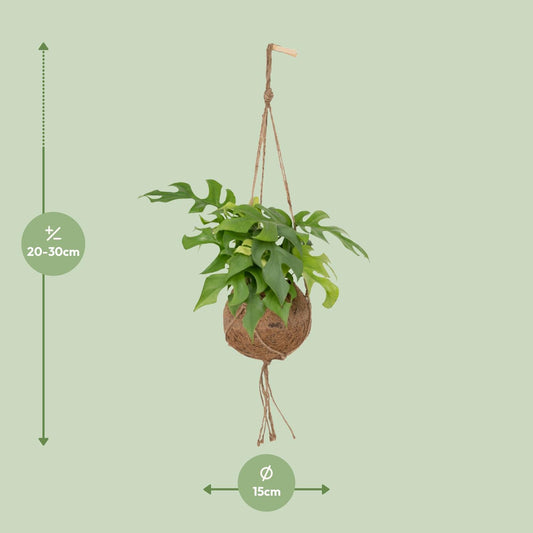 Kokedama Monstera Minima – Pflegeleichte Lochpflanze Ø15cm