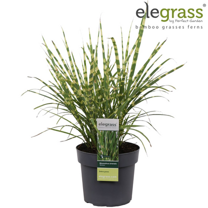 Miscanthus sinensis Strictus – Pflegeleichtes Zebra-Gras Ø23cm