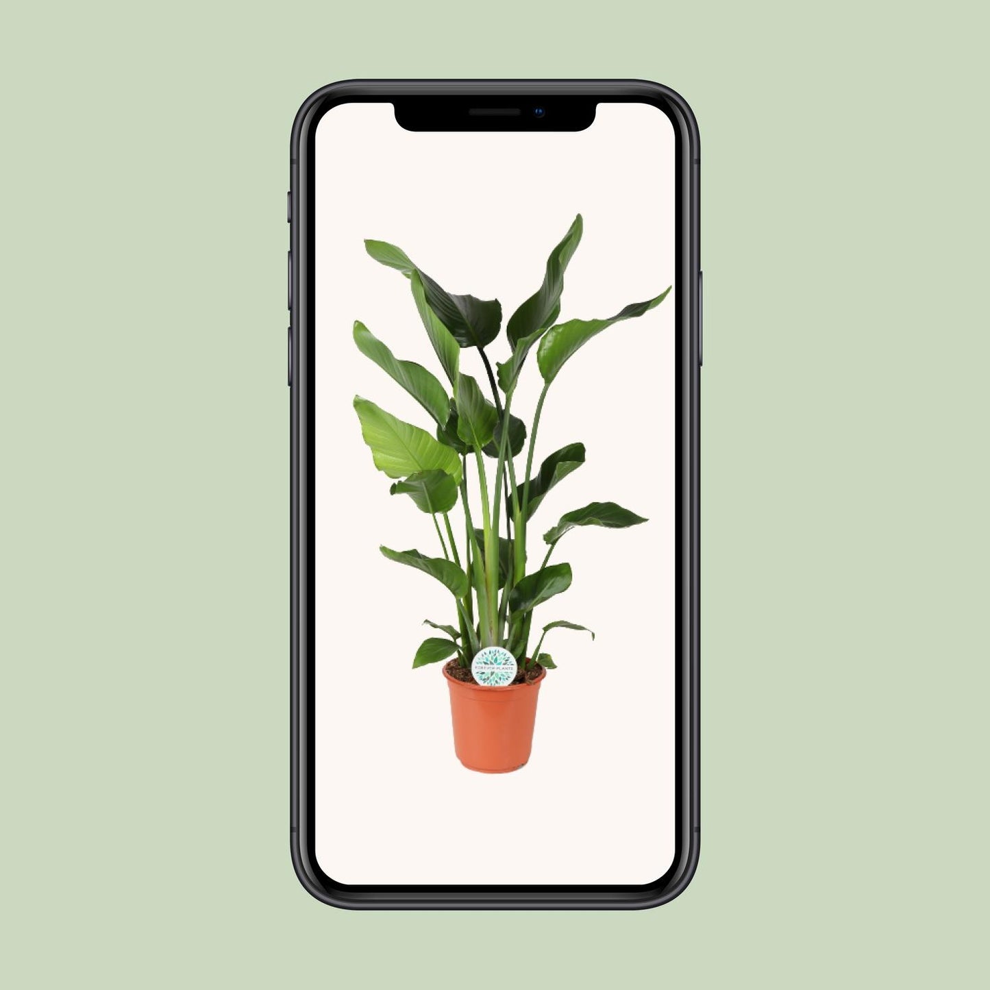 Strelitzia Nicolai – Exotische Paradiesvogelblume Ø24cm, 110cm hoch