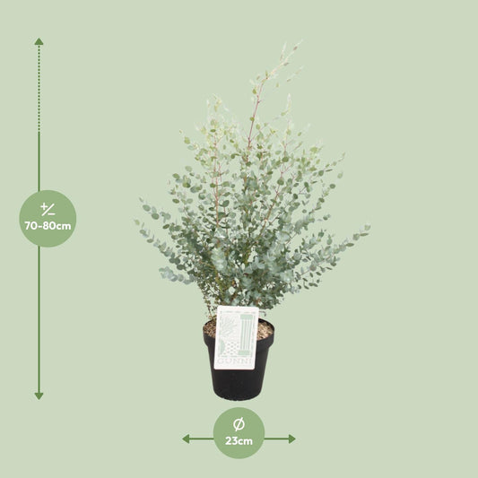 Eucalyptus Gunni – Pflegeleichter Zierbaum Ø23cm, 75cm hoch