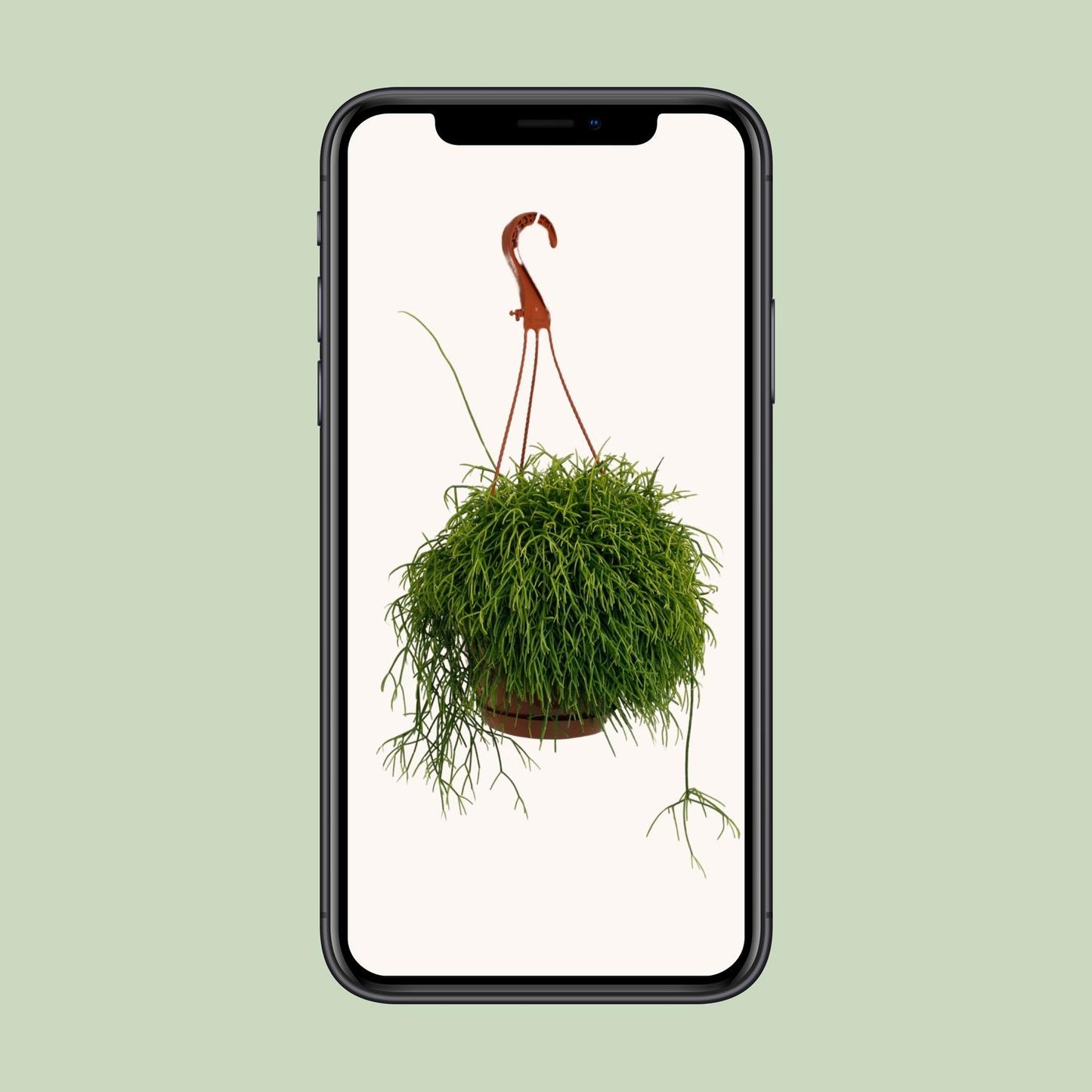 Rhipsalis Cassutha – Pflegeleichte luftreinigende Zimmerpflanze Ø17cm