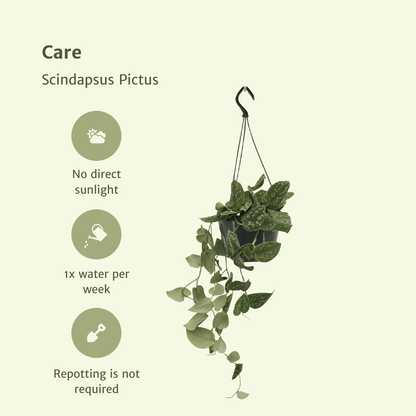 Scindapsus Pictus 2er Set Ø15 cm – Pflegeleichte Kletterpflanze