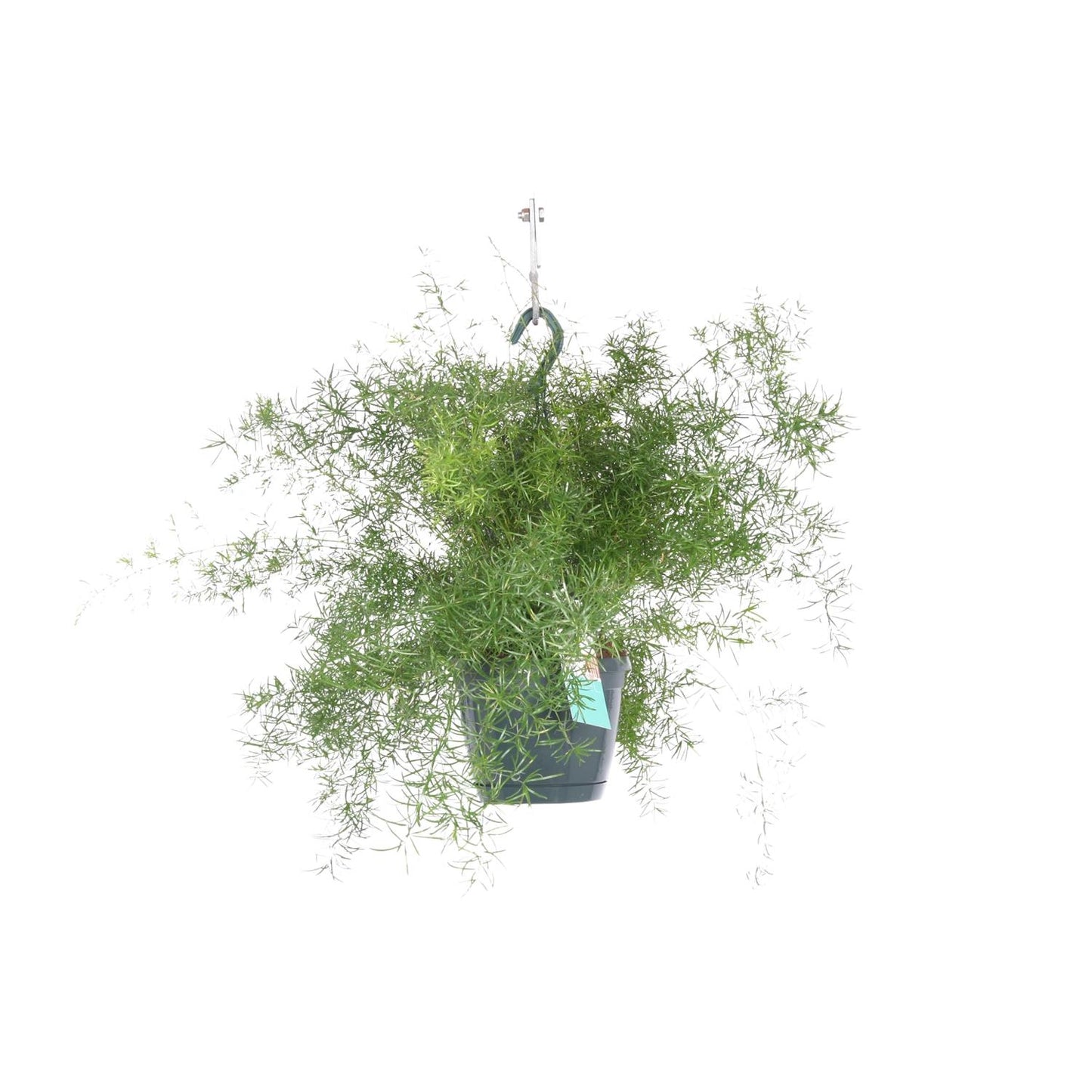 Asparagus Sprengeri – Pflegeleichter Hängefarn Ø17cm
