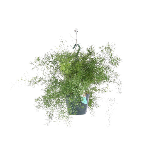 Asparagus Sprengeri – Pflegeleichter Hängefarn Ø17cm