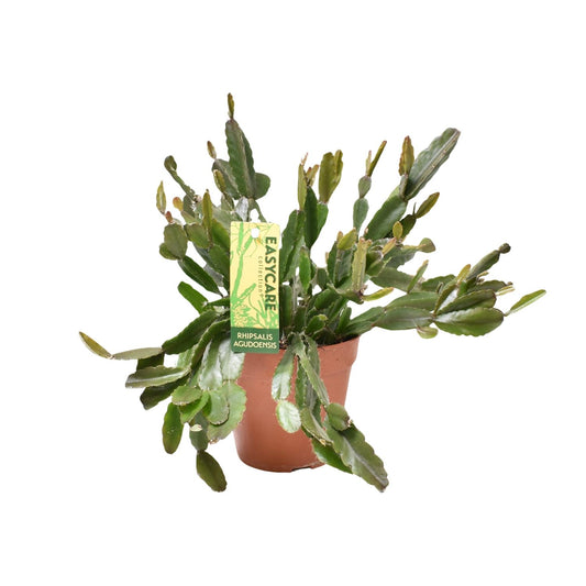 Rhipsalis Agudoensis – Pflegeleichte tropische Zimmerpflanze Ø12 cm