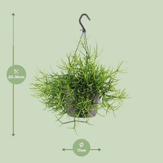 Rhipsalis Heteroclada – Pflegeleichte tropische Zimmerpflanze Ø17cm