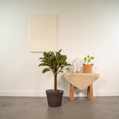 Ficus elastica Melany – Pflegeleichter Gummibaum im Korb, 90 cm