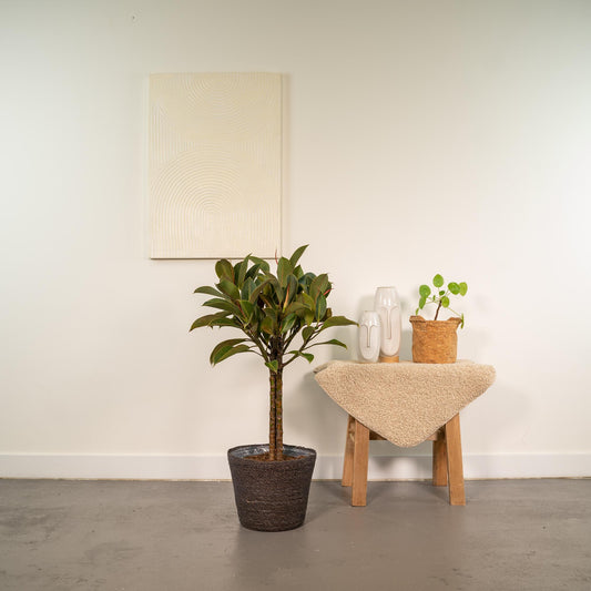 Ficus elastica Melany – Pflegeleichter Gummibaum im Korb, 90 cm