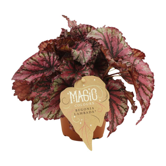 Begonia Rex Lambada – Pflegeleichte, farbenfrohe Zimmerpflanze Ø12 cm