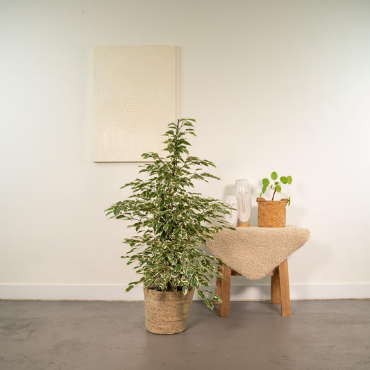 Ficus benjamina Twilight Ø21cm mit Korb Selin