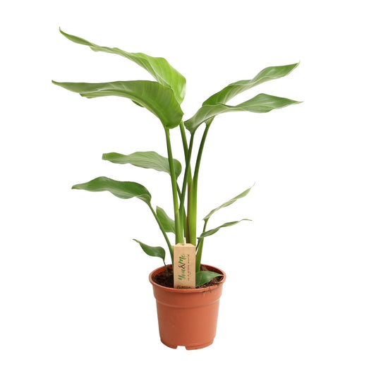 Strelitzia Nicolai – Tropische Paradiesvogel-Blume Ø17cm