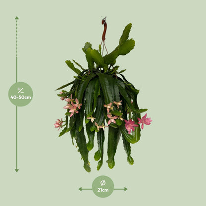 Disocactus phyllanthoides – Pflegeleichter Kaktus Ø21 cm