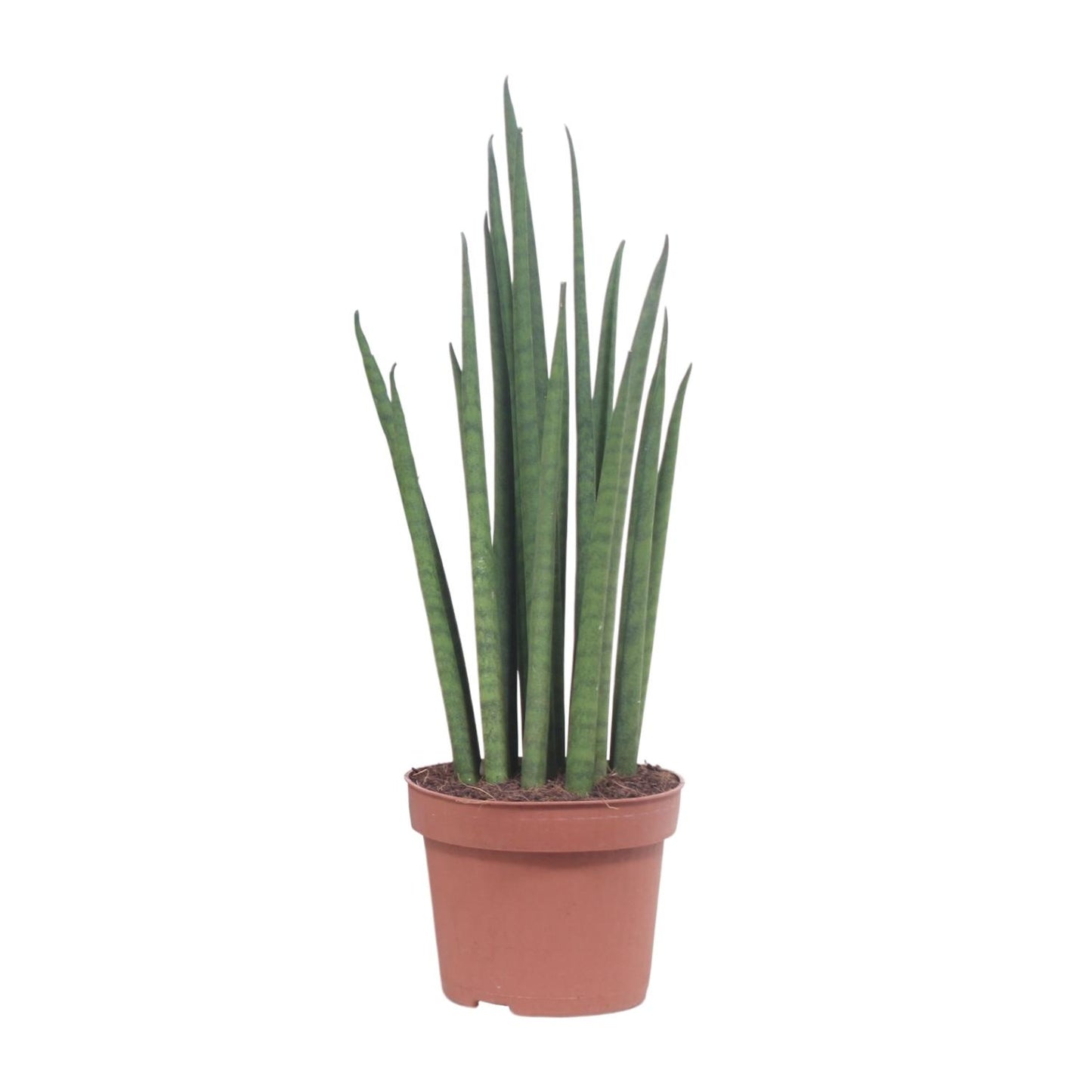 Sansevieria Mikado – Pflegeleichte luftreinigende Zimmerpflanze Ø12cm