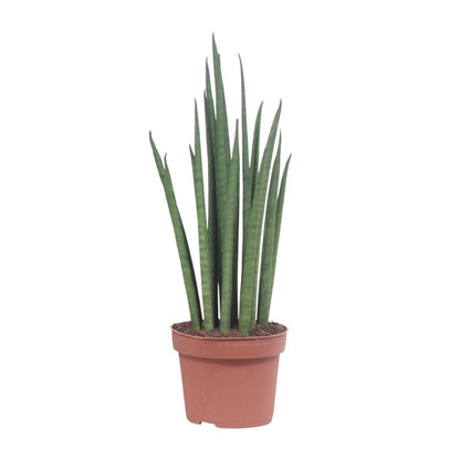 Sansevieria Mikado – Pflegeleichte luftreinigende Zimmerpflanze Ø12cm