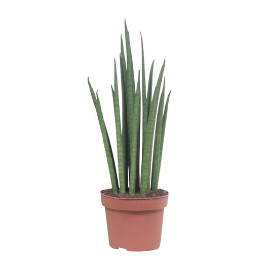 Sansevieria Mikado – Pflegeleichte luftreinigende Zimmerpflanze Ø12cm